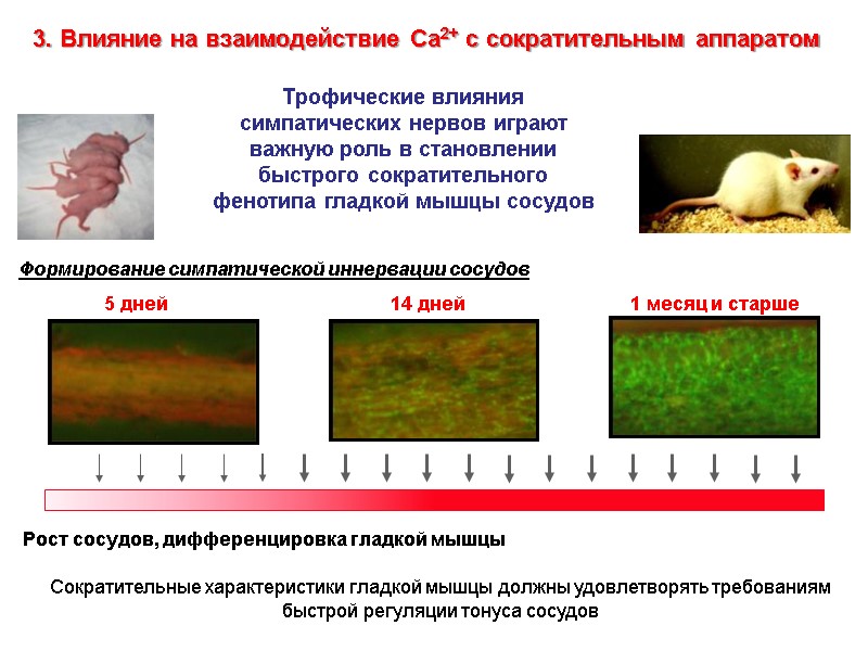 5 дней 14 дней 1 месяц и старше Рост сосудов, дифференцировка гладкой мышцы Формирование
